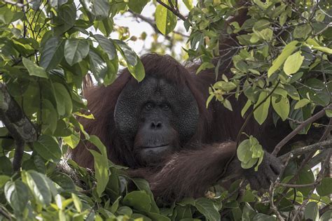 Orangutan magic 2018